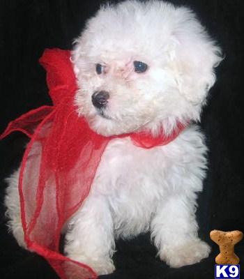 Lil Delta Dawn CKC Small Female